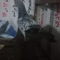 پلاکی جوجه ۲|پرنده|مسجد سلیمان, |دیوار