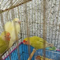 کوتوله برزیلی|پرنده|قم, آزادگان|دیوار