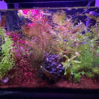 گیاه و ماهی گوپی اندلر