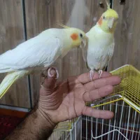 عروس هلندی آلبینو