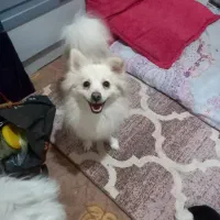 واگذاری سگ پامراشپیتز باامضای تعهدنامه نگهداری خوب|سگ|کرج, المهدی|دیوار