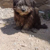 سگ پاکوتاه تریر ماده