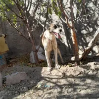 سگ نجات دارع|سگ|خنداب, |دیوار