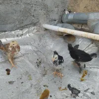 جوجه لری|حیوانات مزرعه|دزفول, |دیوار