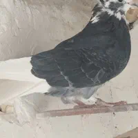 ماده ابلغ کاکلی کاردرست