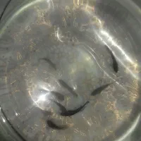 ماهی فایتر7یا8عدد|ماهی|تبریز, |دیوار