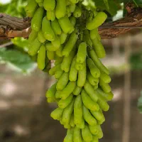 نهال موندراپ اقتصادی و زودبازده - ارسال به ملایر