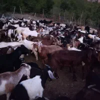 بزفروشی|حیوانات مزرعه|مینودشت, |دیوار