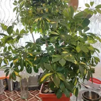 گل طبیعی قدگل یک مترونیم