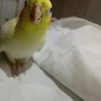 عروس هلندی نر سخنگو لوتینو|پرنده|مشهد, شیرودی|دیوار