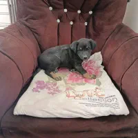 توله سگ ژرمن وورک نر سه ماهه