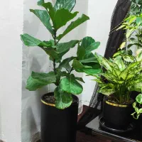 گل طبیعی فیکوس لیراتا