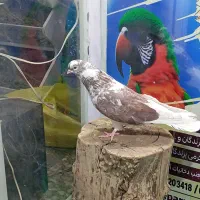 دوعدد کبوتر قطعه بزرگ نوک جمع|پرنده|شاهین دژ, |دیوار