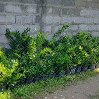 کامیس نکدار ، پالم ، فوتونیا ، یاس ، شمشاد|خدمات باغبانی و درختکاری|کلاچای, |دیوار
