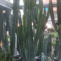 فروش کاکتوس افوربیا،ساکولنت،گلدان،کود|گل و گیاه طبیعی|تهران, شهرک شهید باقری|دیوار