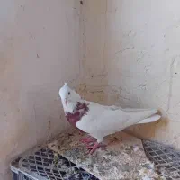 کبوتر|پرنده|کرمانشاه, |دیوار