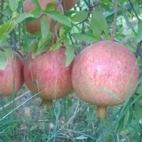 انار زیر تنگ سیاب