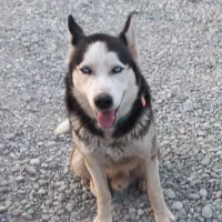 واگذاری سگ هاسکی