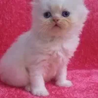 پرشین کت سفید چشم آبی