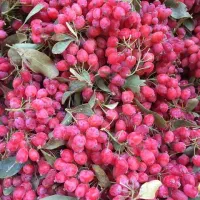 خریدار زرشک شاخه به صورت کیلویی و باغی