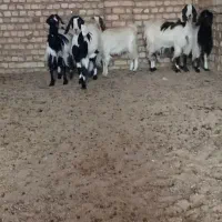 پنج تا کولار آبستن دورگ مشتری واقعی فقط تماس|حیوانات مزرعه|آران و بیدگل, |دیوار