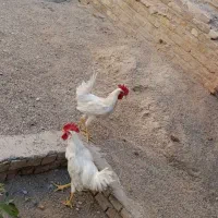 خروس|حیوانات مزرعه|یزد, |دیوار