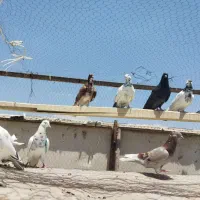 کفتر ناسخت