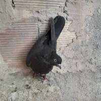 کفتر زاغ ذغالی آبادانی