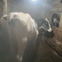 گاو اصیل