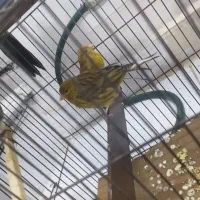 قناری. سهره. سهره قناری|پرنده|سبزوار, قصبه غربی|دیوار