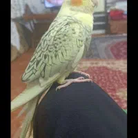 عروس هلندی ماده