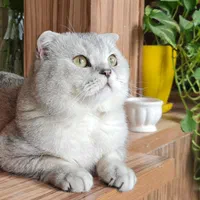 گربه نر اسکاتیش فولد سیلور کد ns11|گربه|کرج, گلشهر|دیوار