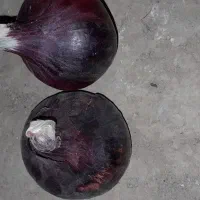 بذرپیاز قرمز درجه یک ۷پوست مال امسال هست