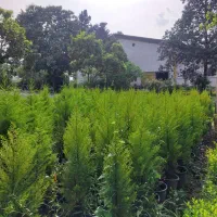 لاوسون سطل ۱۲