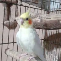 عروس لوتینو بالغ شرطی نر دستی|پرنده|اهواز, فاز ۲ پادادشهر|دیوار