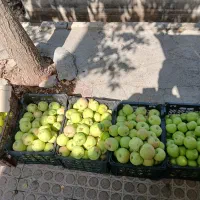 خریدسیب