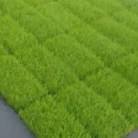 باکس نشای هاشم