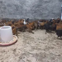 جوجه گلپایگانی