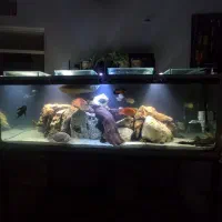 ماهی آکواریومی