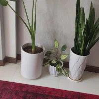گل و گیاه|گل و گیاه طبیعی|شیراز, شهرک رضوان|دیوار