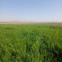 جوعلوفه ای|لوازم جانبی حیوانات|بیرجند, |دیوار