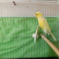 قناری نر رسمی بلند