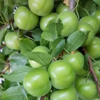 مرغوب ترین نهال های گلدانی میوه های سردسیری|خدمات باغبانی و درختکاری|قزوین, |دیوار