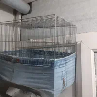 طوطی عروس هلندی و مرغ عشق و قفس فروشی