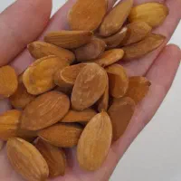 بادام درختی