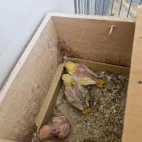 طوطی برزیلی|پرنده|برازجان, |دیوار