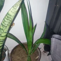 گل آپارتمانی|گل و گیاه طبیعی|بندرعباس, |دیوار