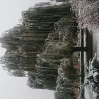 راهنمایی فضای سبز