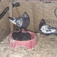 جفت سینه سیاه