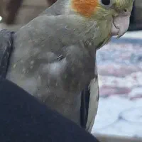 عروس هلندی گم شده